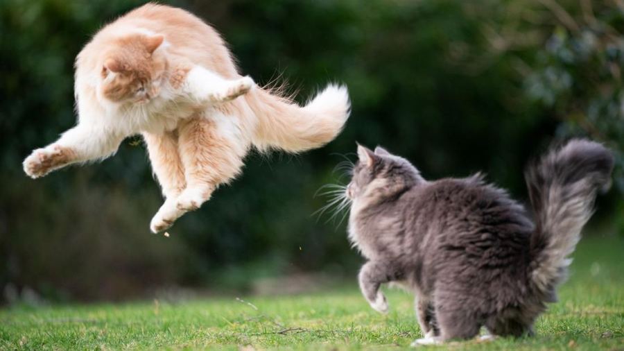 6 Cara Aman Cegah Kucing Berantem, Jangan Sampai Kena Cakar
