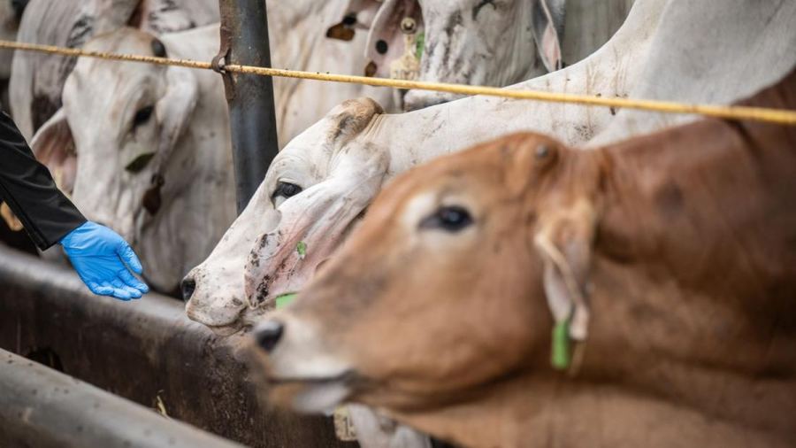 Zulhas Ungkap RI Masih Impor 1 Juta Ekor Sapi per Tahun