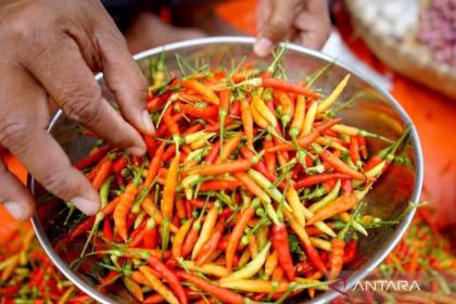 PIHPS catat harga cabai rawit Rp83.050/kg, telur ayam Rp29.650/kg