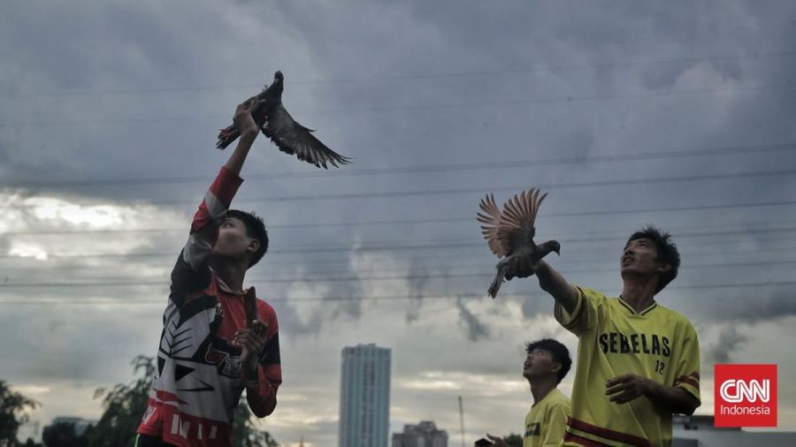 Berpotensi Juara, Ini 7 Ciri-ciri Merpati Balap yang Unggul