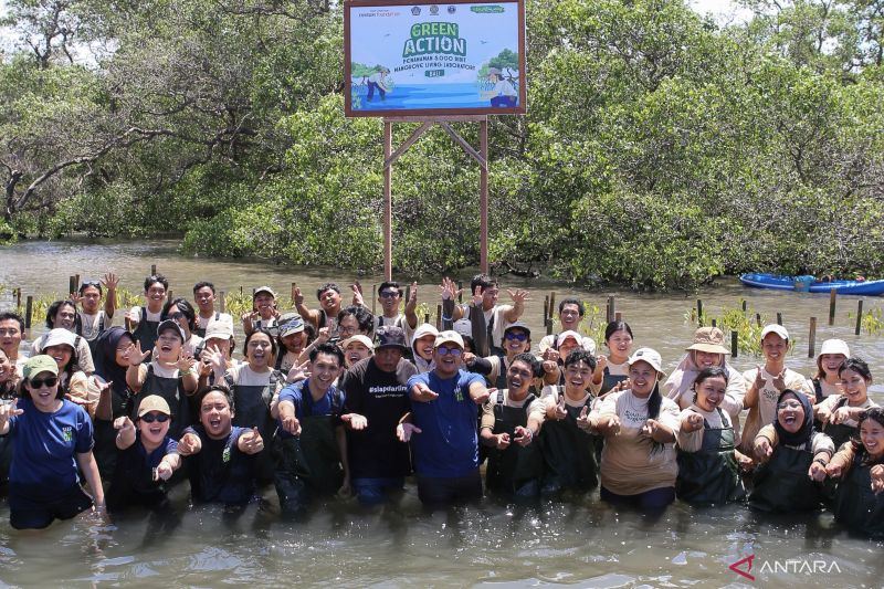 Mangrove butuh perawatan, bukan sekadar ditanam