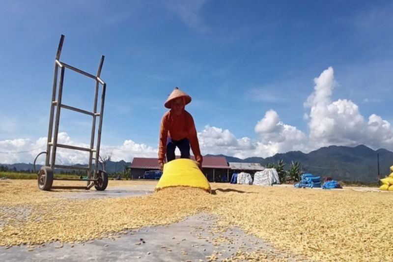 Bulog Sulteng: Serapan gabah petani sudah capai 11 ribu ton