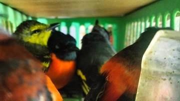 Petugas Gabungan Gagalkan Penyelundupan Ratusan Burung ke Sri Lanka Oleh WNA