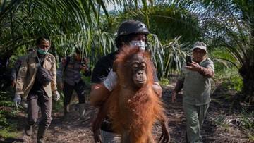Asap Karhutla Memprihatinkan Sampai Bikin Orang Utan Pingsan