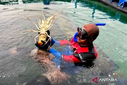 KKP atur tiga tahap usaha budi daya lobster