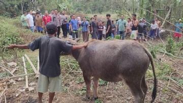 Kerbau Jatuh ke Sumur 11 Meter di Serang, Selamat Usai Dievakuasi