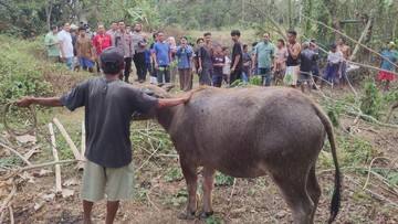 Kerbau Jatuh ke Sumur 11 Meter di Serang, Selamat Usai Dievakuasi