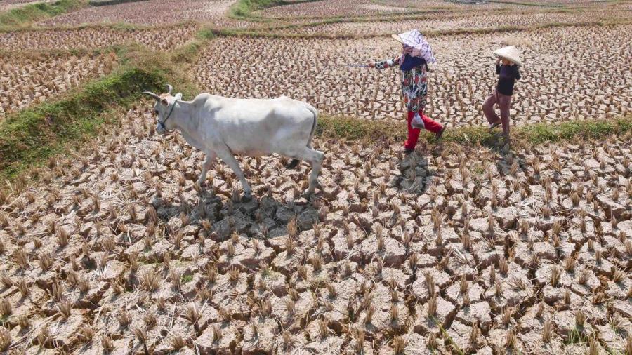 El Nino Makin Menguat, WMO Peringatkan Risiko Cuaca Ekstrem