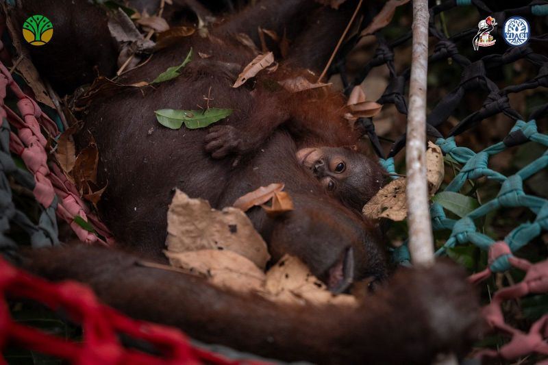 Bukan hanya manusia, ini dampak asap kebakaran hutan bagi orangutan