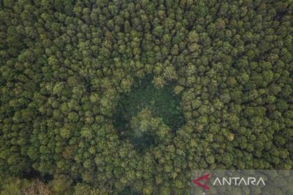 10 negara dengan hutan terluas di dunia, Indonesia nomor 8