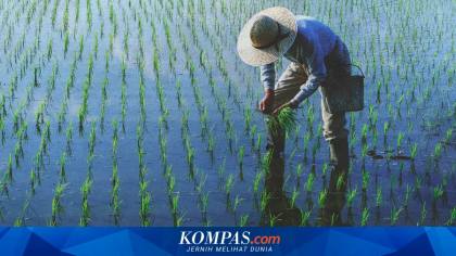 Gaji Rp 2,5 Miliar Ditinggal, Engineer Huawei Ini Pilih Bertani Jagung