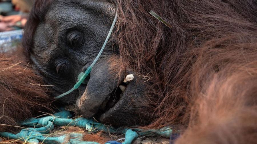 FOTO: Sukhoi RI Tergelincir, Orangutan Pingsan Akibat Karhutla Kalbar