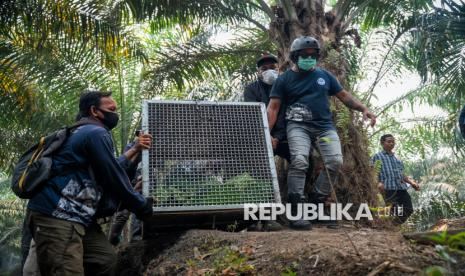 Sempurna, Orangutan yang Viral Lemas Terdampak Asap Karhutla Akhirnya Mati