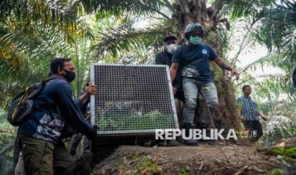 Sempurna, Orangutan yang Viral Lemas Terdampak Asap Karhutla Akhirnya Mati
