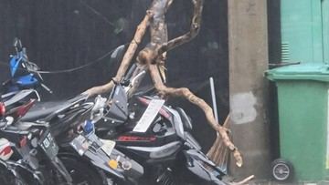Pohon 8 Meter Tumbang Timpa Mobil dan Motor di Kota Bogor