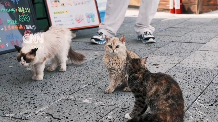 Taman Kucing "Scarlett's Friends" Resmi Dibuka di China