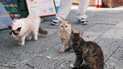 Taman Kucing "Scarlett's Friends" Resmi Dibuka di China
