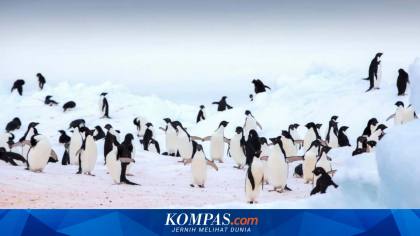 Demi Cegah Flu Burung Merebak, Australia Suntik Vaksin ke Ribuan Penguin