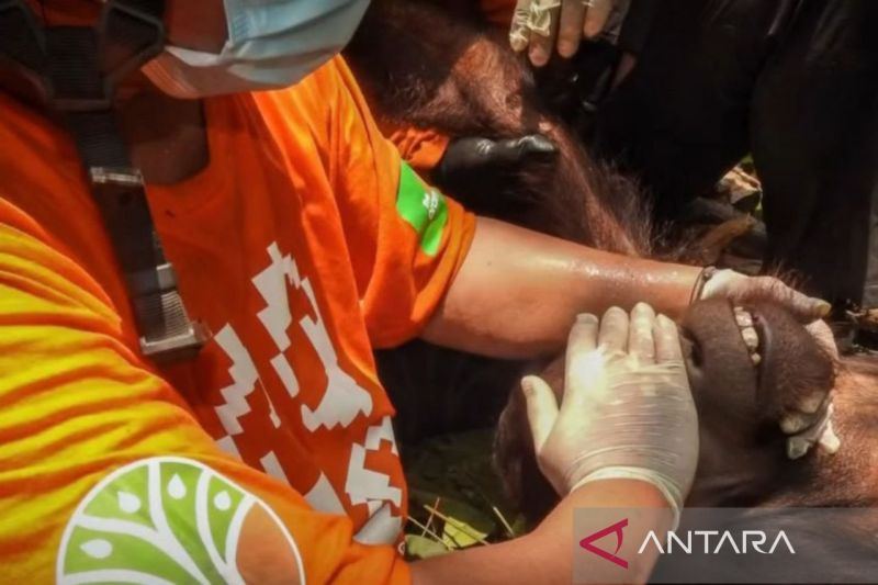 BKSDA Kaltim selamatkan orangutan remaja dari area perkebunan Kutim