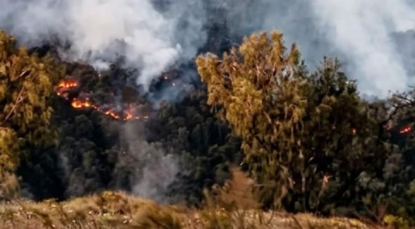 Modus 72 Tersangka Bakar Hutan: Hemat Biaya Buka Lahan dan Tanah Lebih Subur