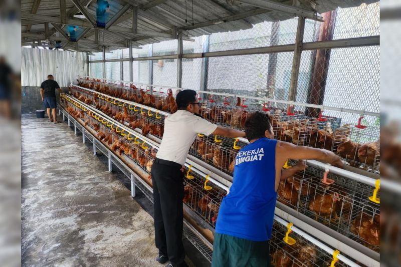 Rutan Cipinang kembangkan budidaya ayam petelur libatkan warga binaan