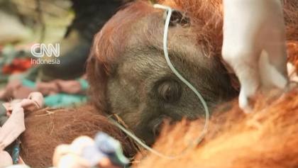 Kisah Pilu Orangutan Sampurna Ditemukan Pingsan Dekat Karhutla Kalbar