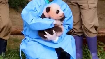 Meriahnya Perayaan 100 Hari Kelahiran Bayi Panda Shu Bao di Korsel