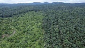 Susut Puluhan Juta Ha, Profesor IPB Soroti Jasa Hutan yang Dianggap Gratis