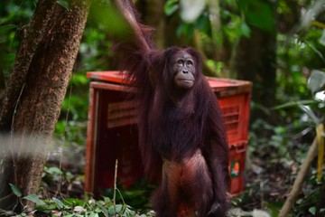 Hutan Terbakar, Satwa Liar Lari ke Mana? Pakar Sebut Bisa sampai ke Negara Tetangga