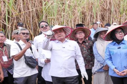 KSP pastikan petani tebu Register 44 Way Kanan Lampung bisa panen