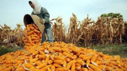 BPS Prediksi Produksi Jagung RI Naik Sampai Tembus 14 Juta Ton
