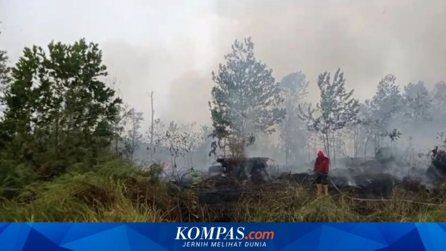 Dampak Karhutla di Kalimantan, Anggota DPR: Ancam Flora dan Satwa Endemik RI
