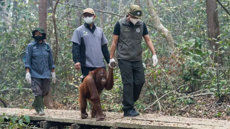 Anggaran Kebencanaan Lebih Kecil Dibanding MBG, Ini Dampaknya