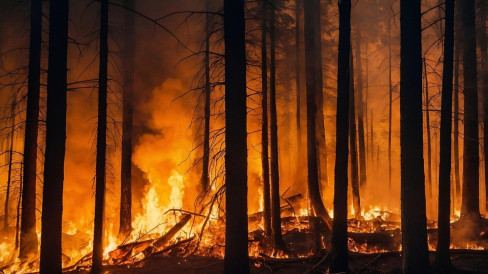 Tak Segan-Segan, Aljazair Bakal Berlakukan Hukuman Mati bagi Pelaku Pembakaran Hutan
