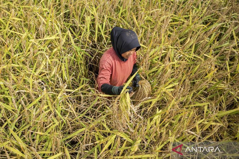 Ketahanan pangan Indonesia: Jangan hanya mengejar produksi