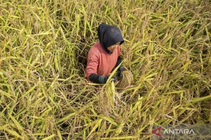 Ketahanan pangan Indonesia: Jangan hanya mengejar produksi