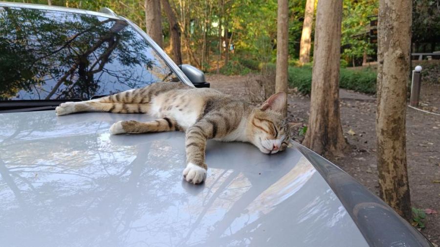 Kenapa Kucing Suka Tidur di Kap Mobil? Ini Alasannya