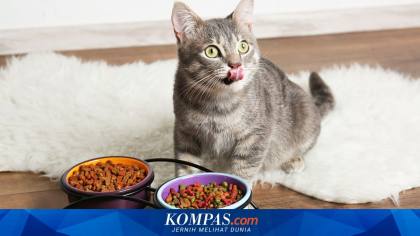 Mendag Minta Produsen "Pet Food" Optimalkan Pasar Domestik dan Ekspor