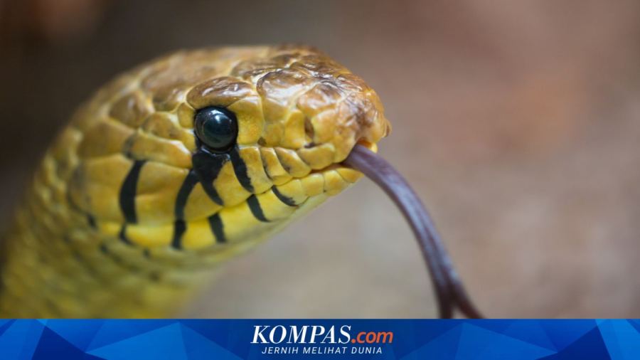 Dipatok saat Tidur, Pria 60 Tahun Balas Pukul Ular sampai Mati