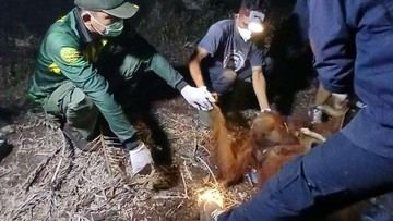 Terpapar Asap Karhutla di Sampit, Induk dan Anak Orang Utan Dievakuasi