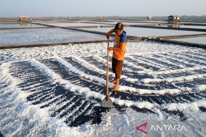 Petambak garam Lamongan perkirakan produksi 2026 lebih baik