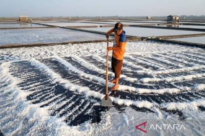 Petambak garam Lamongan perkirakan produksi 2026 lebih baik