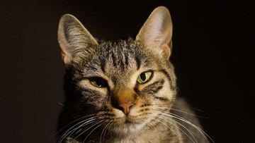 Kala Kucing Lucu Jadi Kepala Stasiun di Jepang, Seketika Diburu Turis