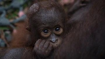 Orang Utan Kalimantan Tersisa 104.700 Ekor, Karhutla Buat Populasi Makin Kritis