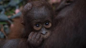Orang Utan Kalimantan Tersisa 104.700 Ekor, Karhutla Buat Populasi Makin Kritis