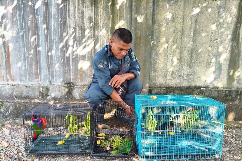 Kemenhut tetapkan tiga tersangka perdagangan satwa endemik Papua