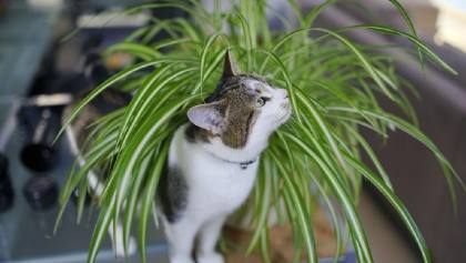 7 Tanaman Hias Indoor yang Aman Buat Kucing Plus Ampuh Saring Udara
