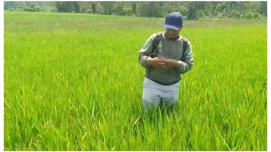 55,7 Hektare Sawah di Walenrang Terancam Gagal Panen, Walang Sangit Mulai Menyerang