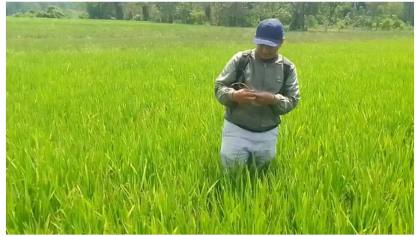 55,7 Hektare Sawah di Walenrang Terancam Gagal Panen, Walang Sangit Mulai Menyerang