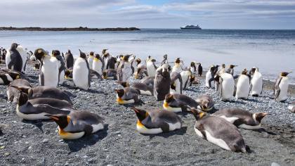 Penguin di Chile Pakai Rompi Khusus untuk Percepat Penyembuhan